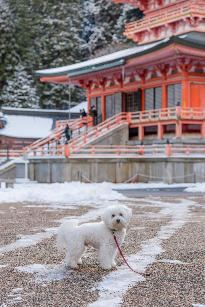 比叡山延暦寺　ペット　犬